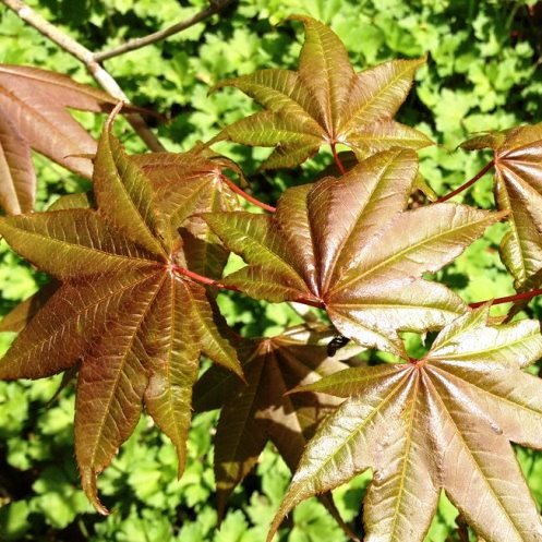 Acer campbellii